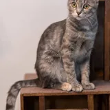 Кошка Смоки, 9 месяцев 1