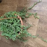 Петуньи, Роули 4