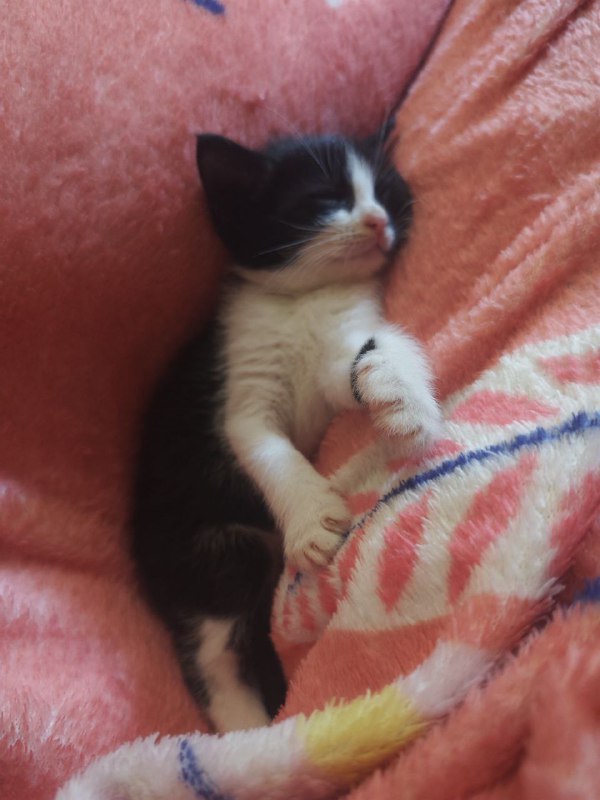 Котенок Сэм для дома с прививками 2
