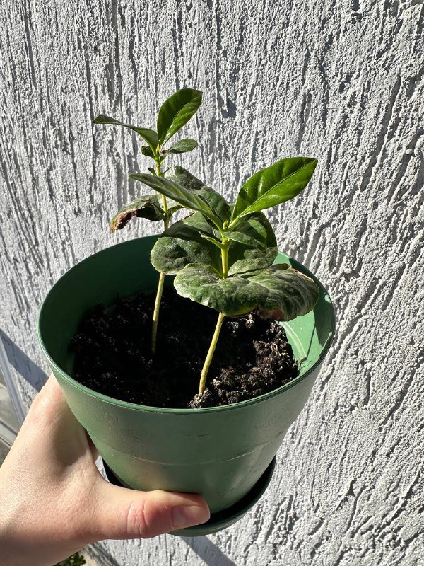 Кофе арабика 2 ростка в горшке