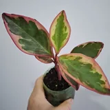 Комнатные растения 1