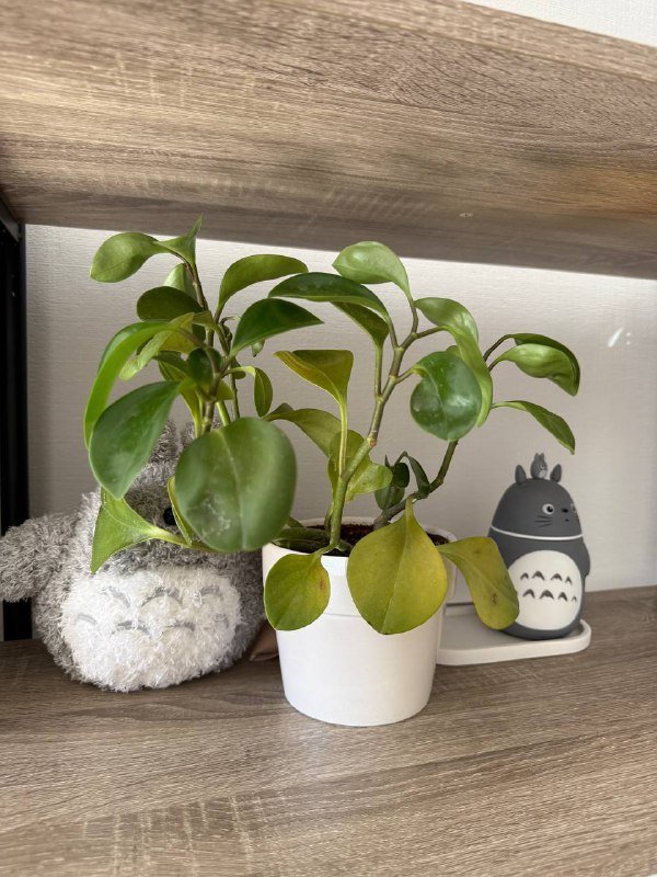 пеперомии в горшках 3