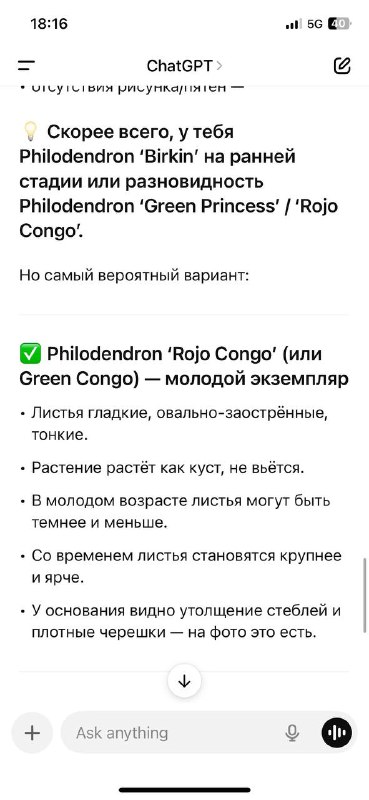 Цветок в горшке Philodendron Rojo Congo 2