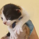Котята 2