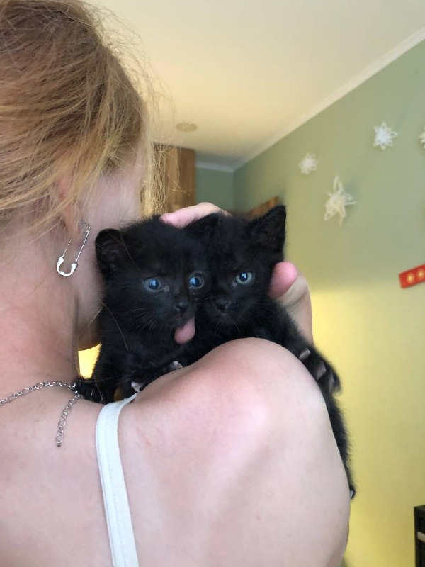 Маленькие котята ищут дом 3