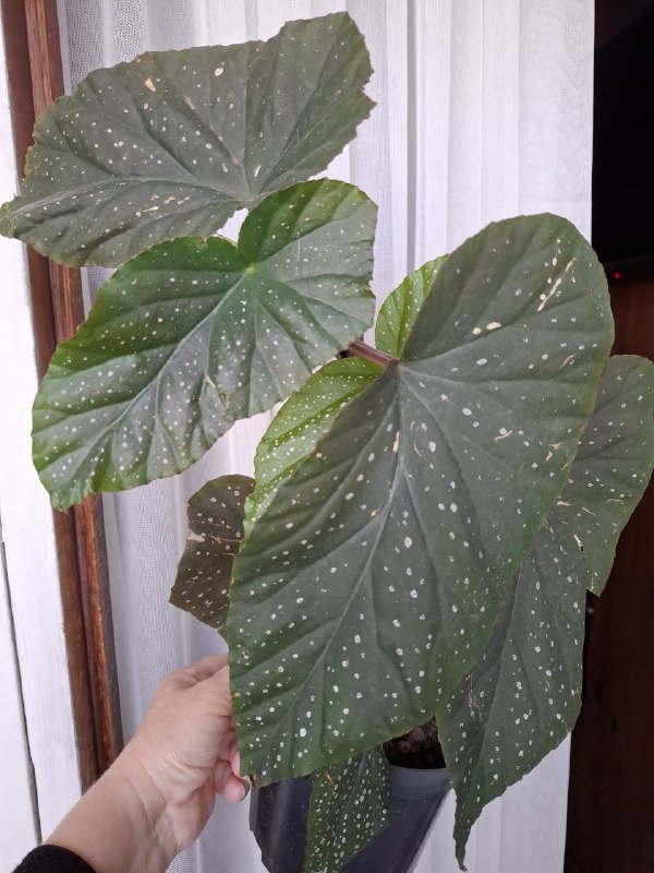 Монстеры, строманта, бегония, папоротник, традесканция, суккуленты, каланхоэ 5