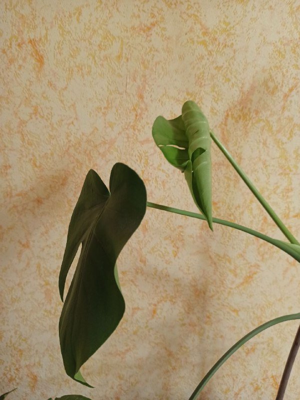 Монстера, Сингониум большой, Сингониум малый 2