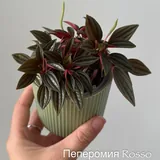 Комнатные растения, цветы 7