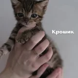 Котята, четыре котенка 4