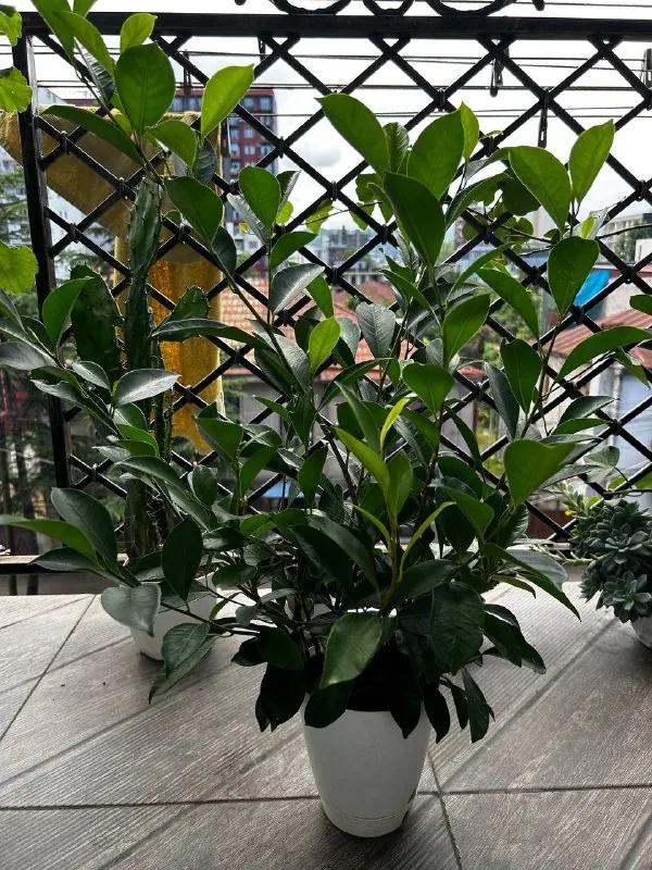 Фикус, суккулента, плющ, герань 1