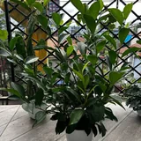 Фикус, суккулента, плющ, герань 1