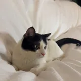 Кот Лапыч 3