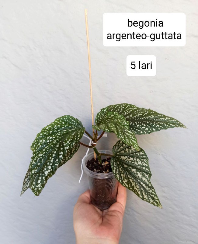 Комнатные растения 4