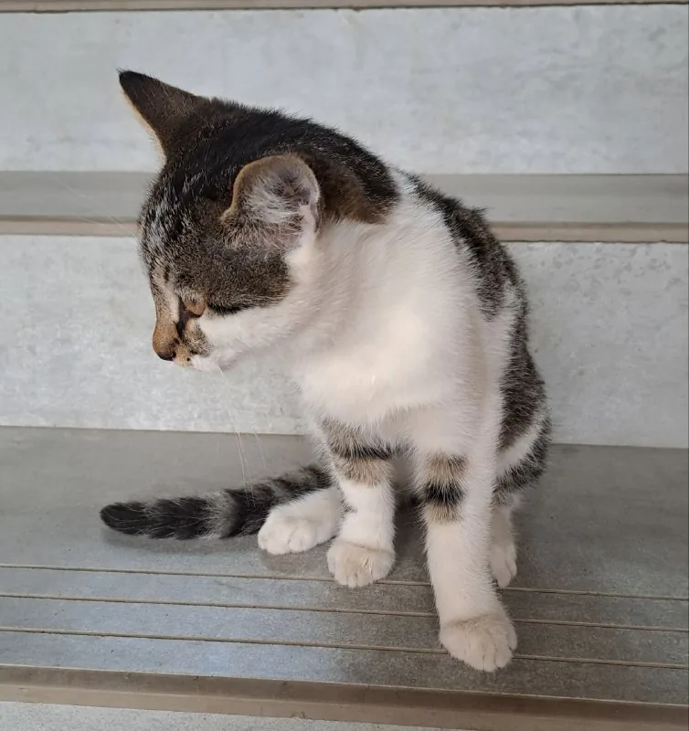 Отдаем котика 3 месяца 1