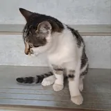 Отдаем котика 3 месяца 1