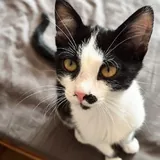 Котёнок Шуфа 5