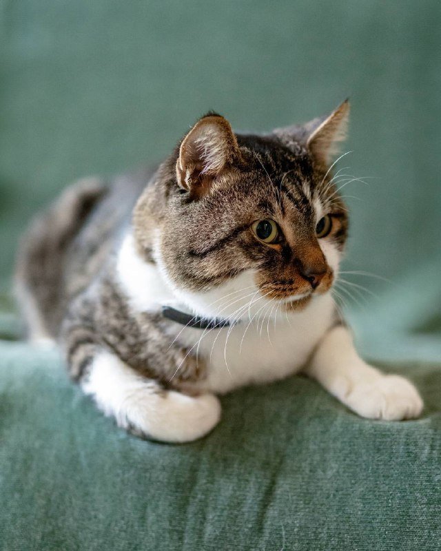 Кот Толик для дома и любви 2