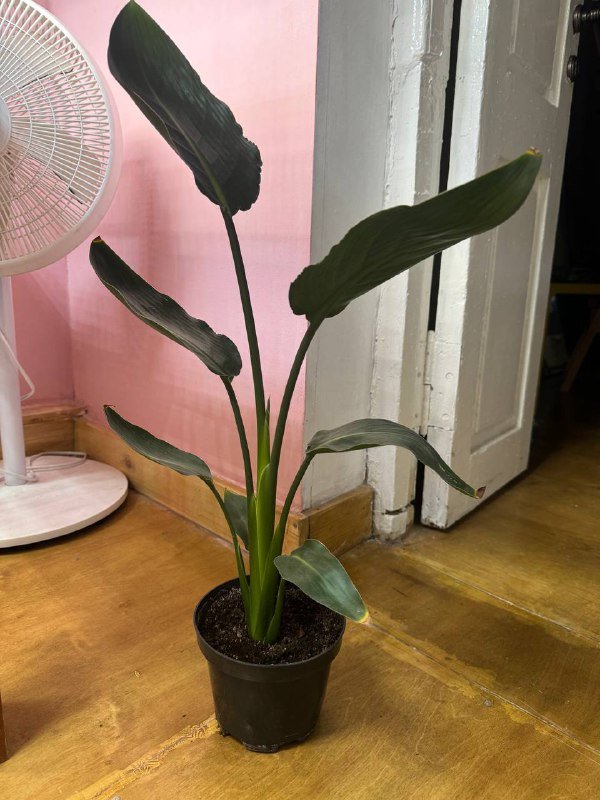 Любой цветок в горшке 7