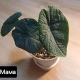 Клубни алоказии мело 5