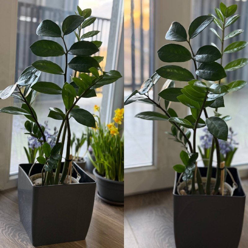 Комнатное растение замиакулькас