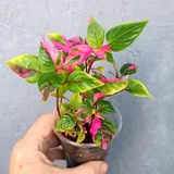 Комнатные растения 4