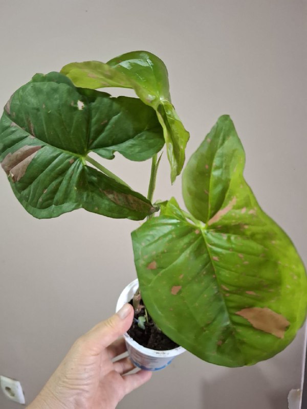 Фикус крупнолистный, переромия, оттона, шеффлера, традесканция, сингониумы 7