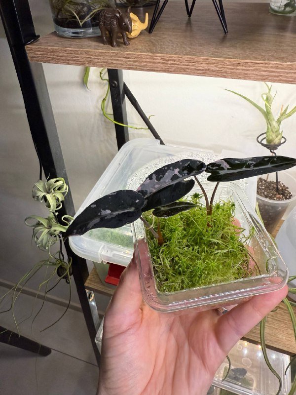 Алоказия Bambino Pink Variegata 2