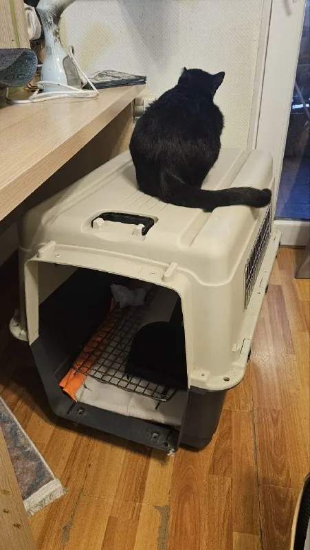 Animal carrier with wheels