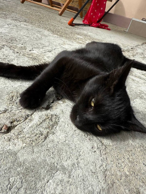 Котята брат и сестра в добрые руки 5