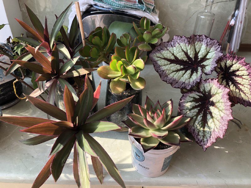 Необычные комнатные растения