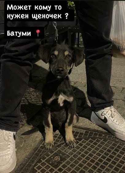 Щенок дворняжка