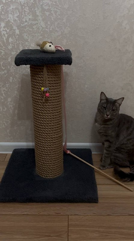 Когтеточка, интерактивная игрушка, щетка, миска, мячики 2