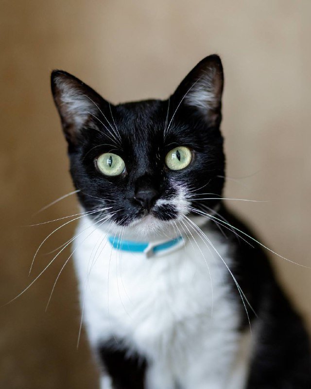 Кошка Лума 1,5 года в добрые руки 4