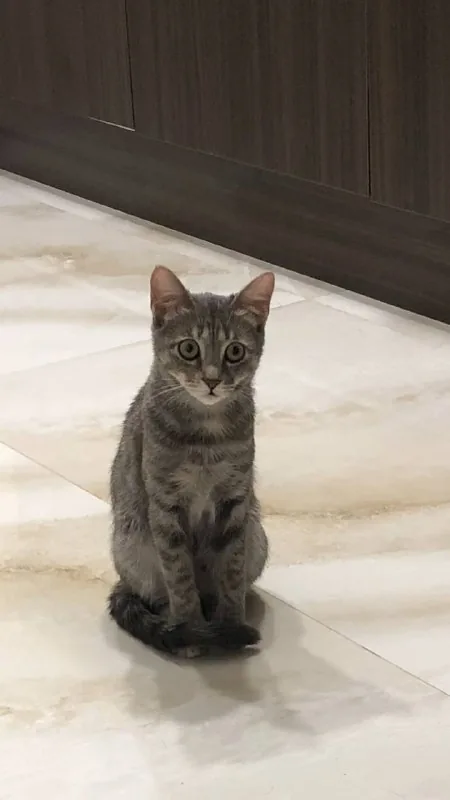 Кошечка