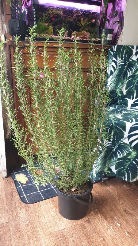 Монстера, Сциндапсус, Филодендрон, Алоказия, Розмарин, Лимон 5