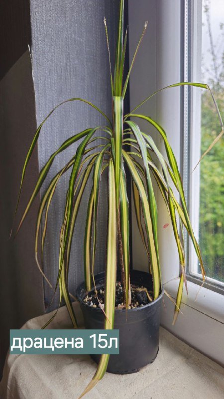 Книги и домашние растения 6