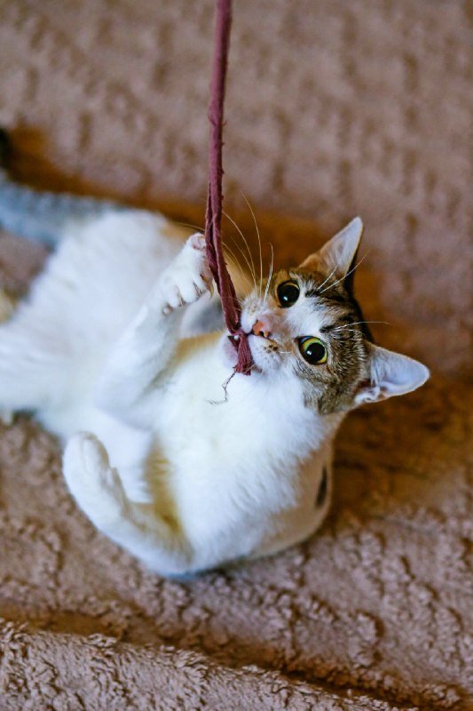 Кошечки Орнелла и Шешем ищут передержку