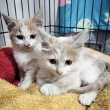 Котята Лари и Тетри 4