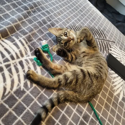 Котенок табби, девочка