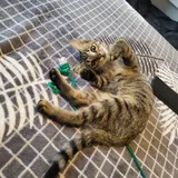 Котенок табби, девочка 1