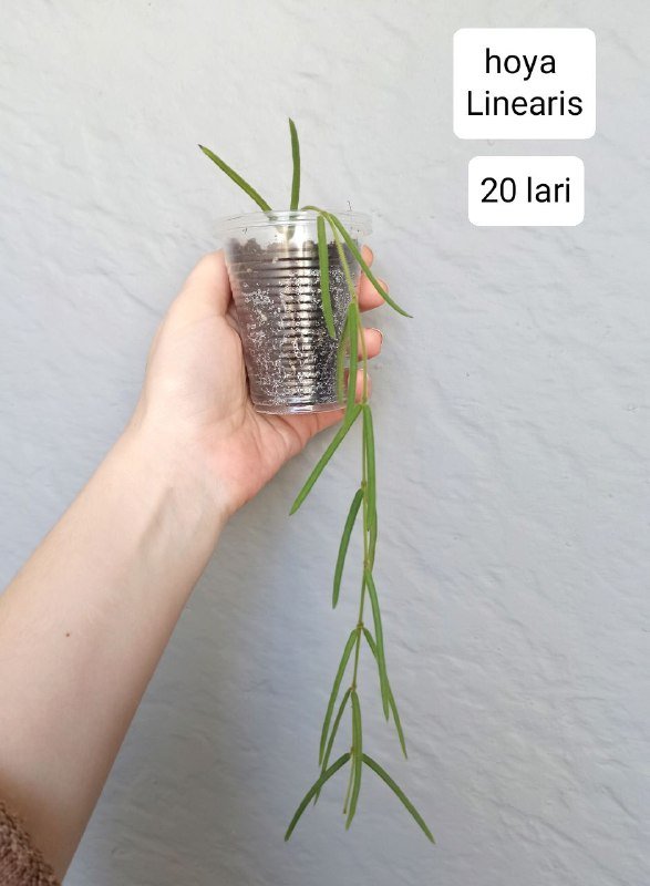 Бегонии, хойи 6