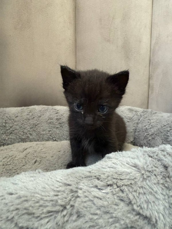 Котята в добрые руки 3
