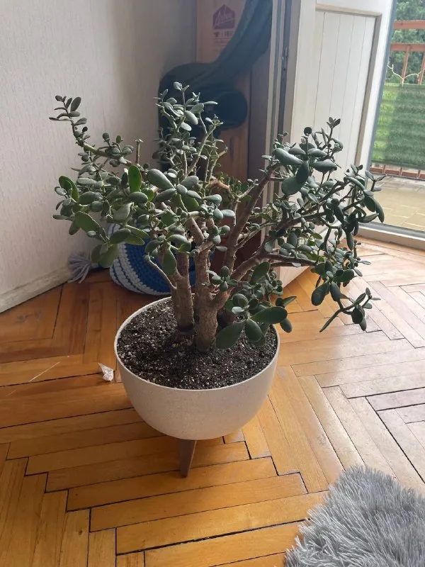 Домик для кошек 1