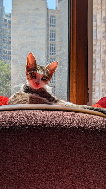 Котёнок Кит, 4,5 месяца, ищет дом 4