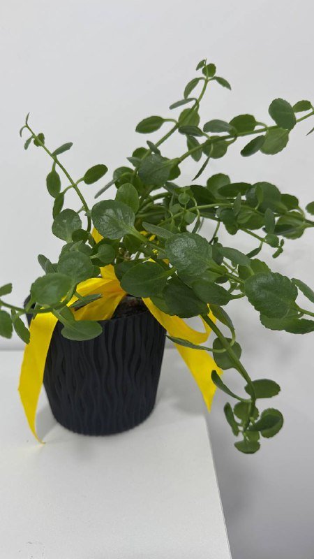 Цветок в горшке