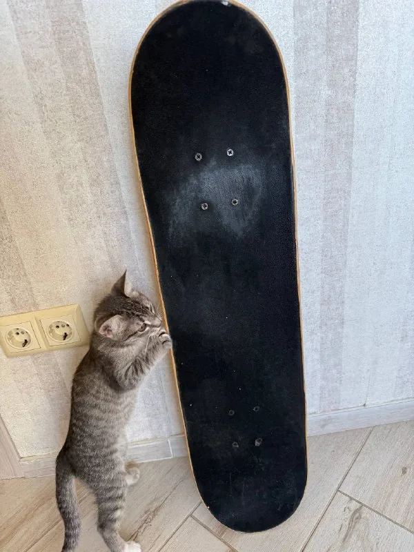 Скейт 1