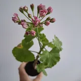 Комнатные растения 4