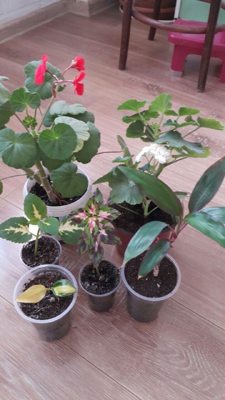 Комнатные растения