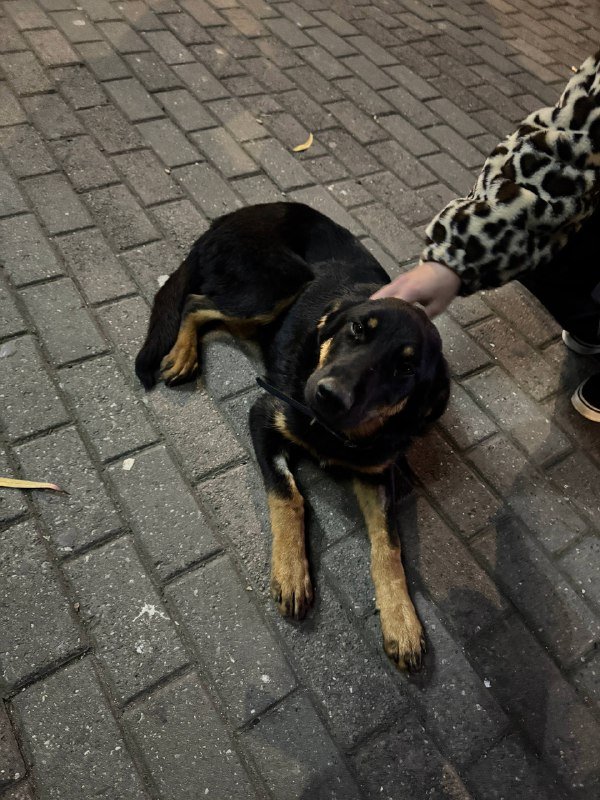 Найдена собака в районе Вендиса 2