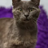 Нацу, спокойный взрослый кот 3